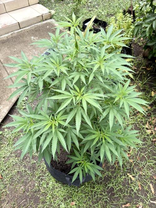 OG KUSH - 6/10/26. Week 11