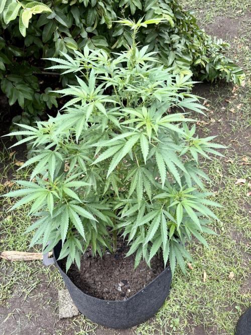 OG KUSH - 6/10/26. Week 11