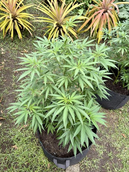 OG KUSH - 6/10/26. Week 11