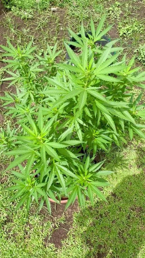 Purple Haze - 6/3/26