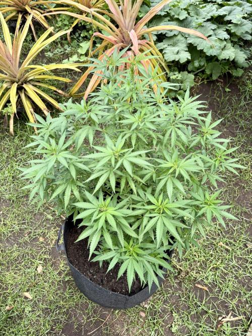 Purple Haze - 6/3/26. Week 12