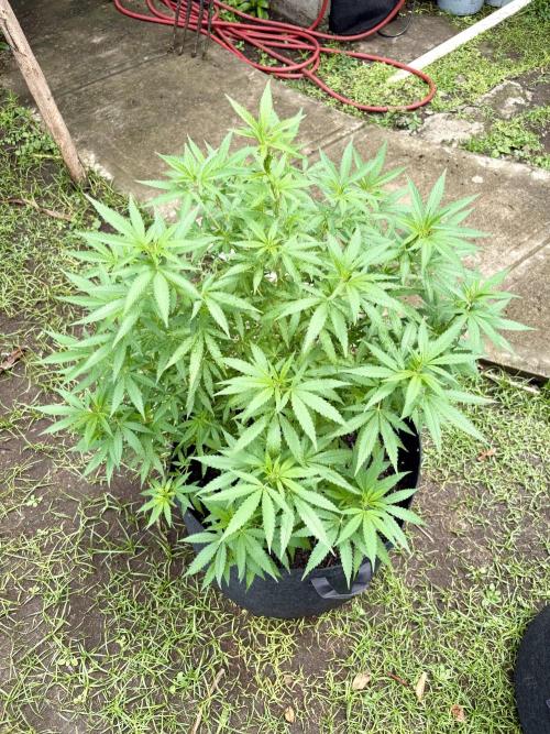 Purple Haze - 6/3/26. Week 12