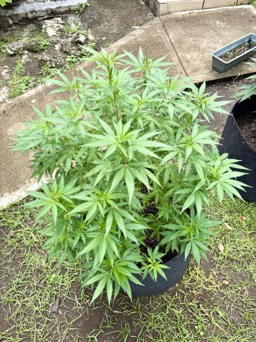 Purple Haze - 6/3/26. Week 12