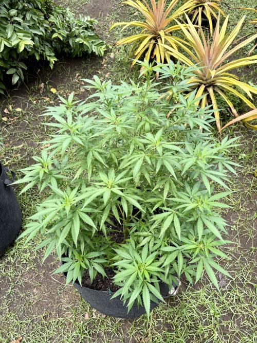 Purple Haze - 6/3/26. Week 12