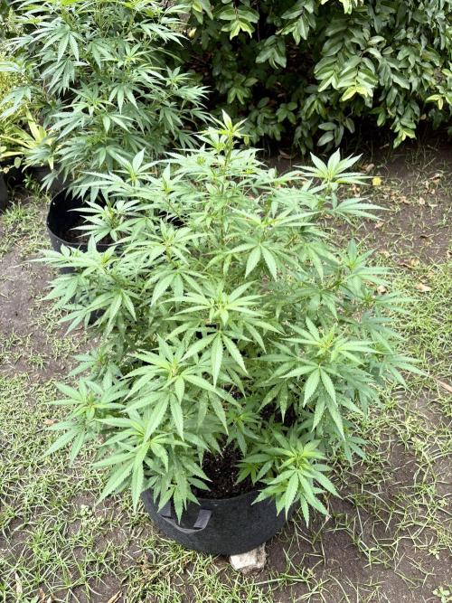 Purple Haze - 6/3/26. Week 12
