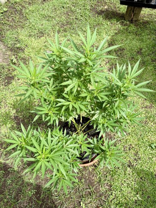 Purple Haze - 6/3/26. Week 12