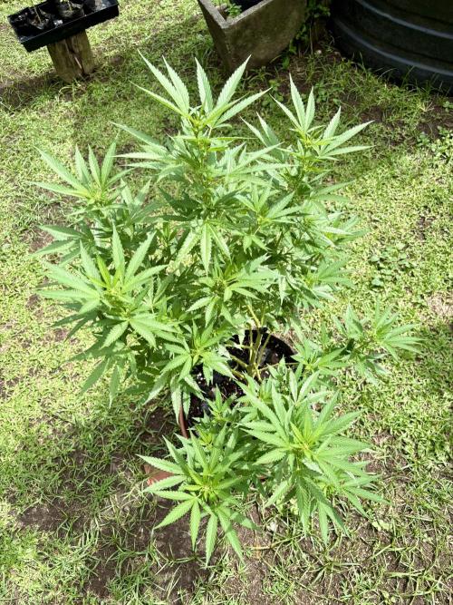 Purple Haze - 6/3/26. Week 12