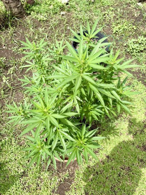 Purple Haze. Week 12