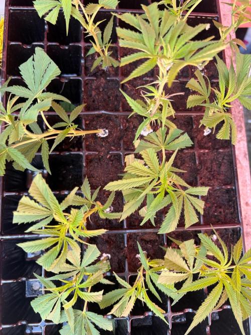 OG KUSH - 6/10/26. Week 12 - Cut the top
Of because of botrytis. clones were made from the healthy parts.