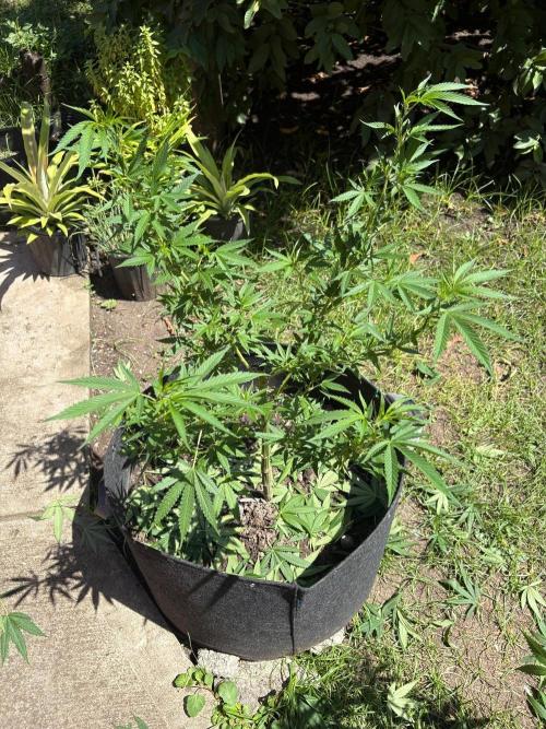 OG KUSH - 6/10/26. Week 12