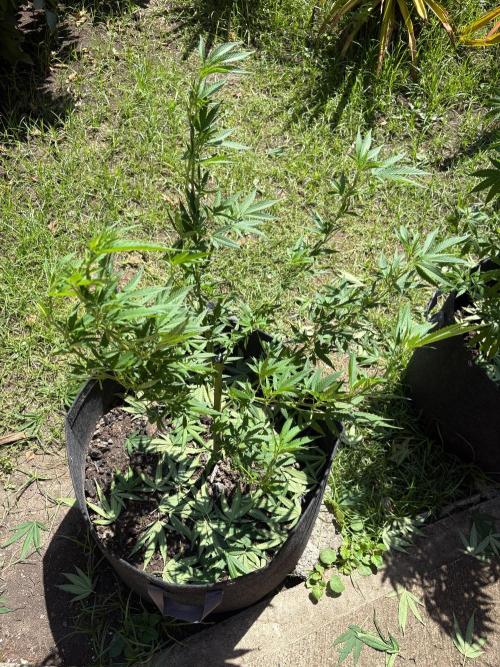 OG KUSH - 6/10/26. Week 12