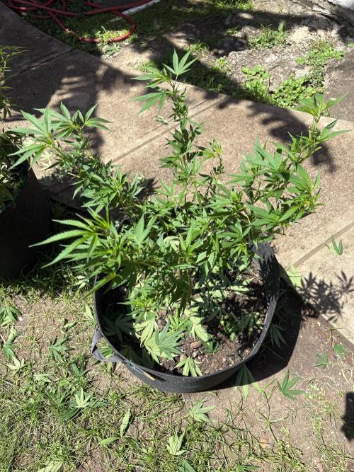 OG KUSH - 6/10/26. Week 12