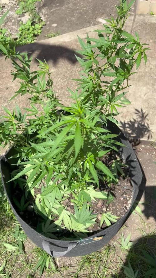 OG KUSH - 6/10/26
