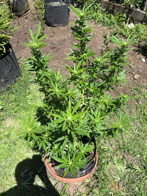 Purple Haze - 6/3/26. Week 13