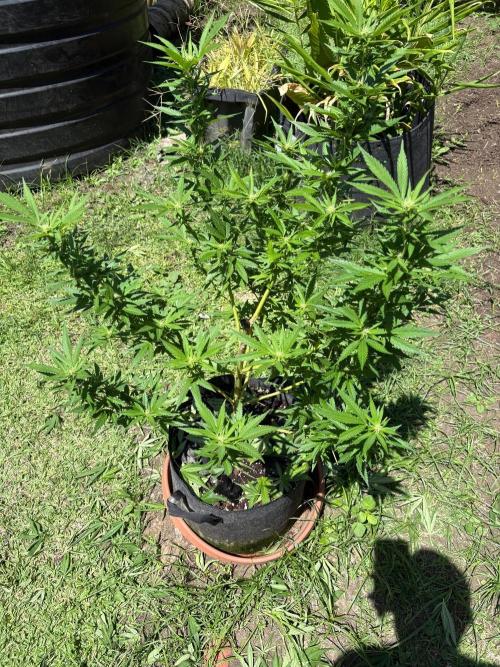 Purple Haze - 6/3/26. Week 13