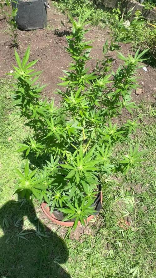 Purple Haze - 6/3/26