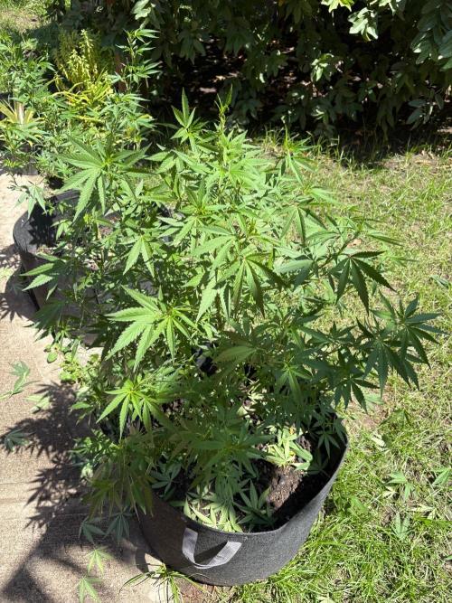 Purple Haze - 6/3/26. Week 13