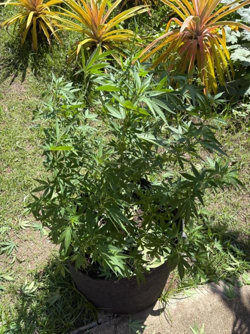Purple Haze - 6/3/26. Week 13