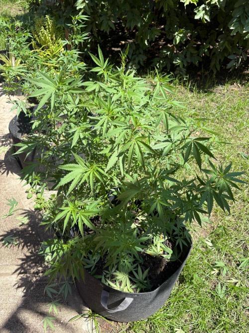 Purple Haze - 6/3/26. Week 13