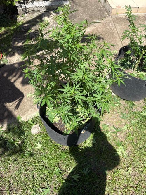 Purple Haze - 6/3/26. Week 13