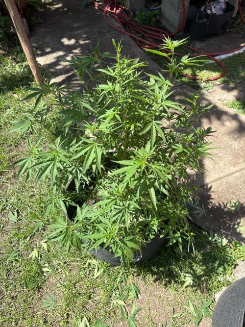 Purple Haze. Week 13