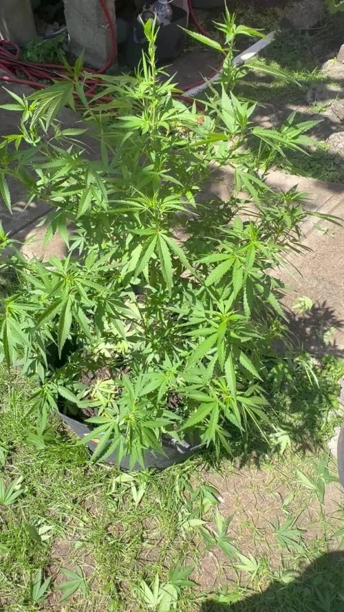Purple Haze - 6/3/26