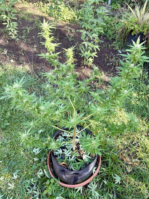 Purple Haze - 6/3/26. Week 14