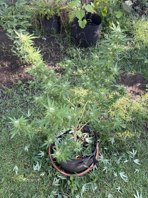 Purple Haze - 6/3/26. Week 14