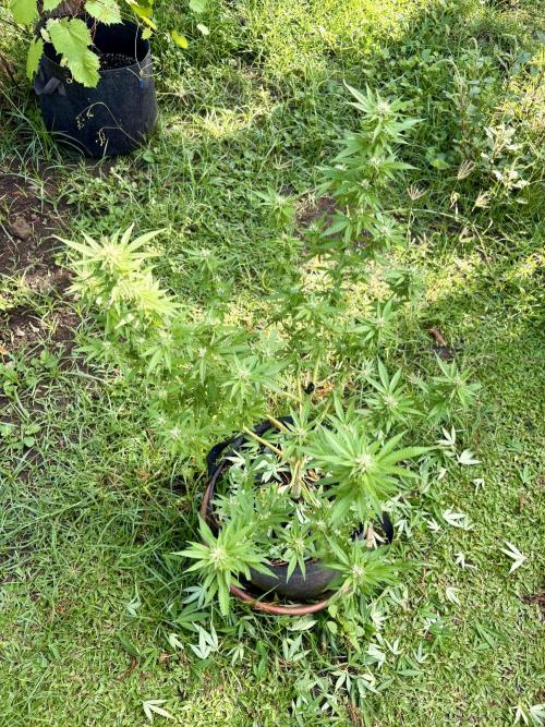 Purple Haze - 6/3/26. Week 14