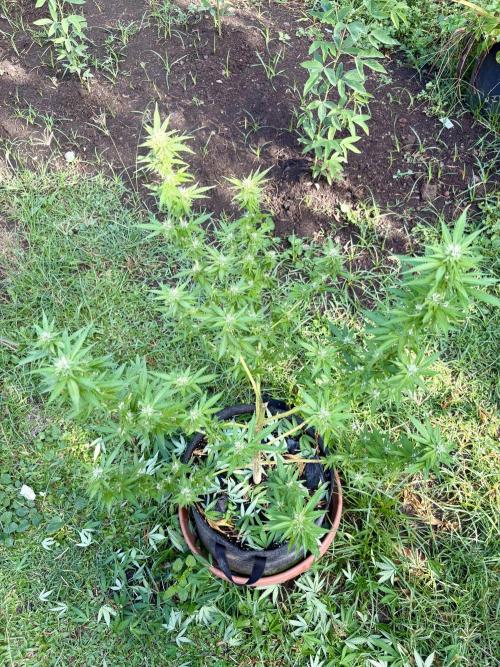 Purple Haze - 6/3/26. Week 14