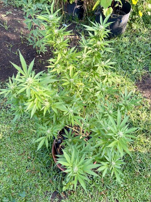 Purple Haze - 6/3/26. Week 14