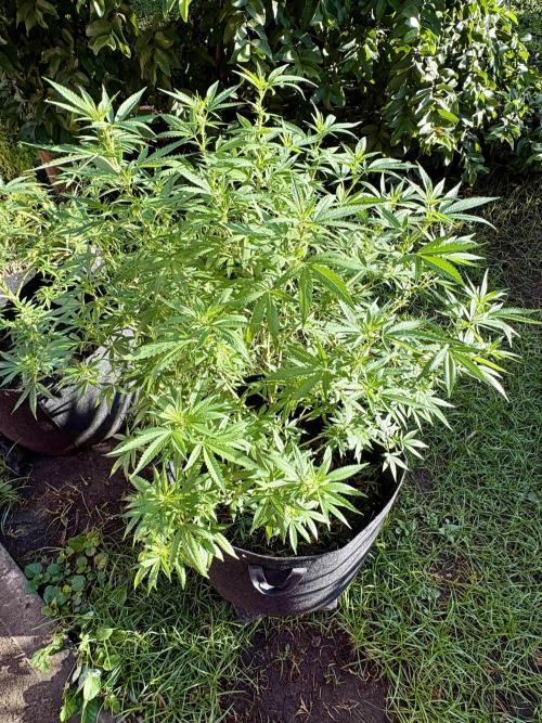 Purple Haze - 6/3/26. Week 14
