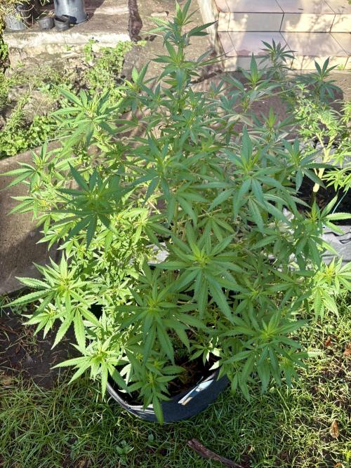 Purple Haze. Week 14