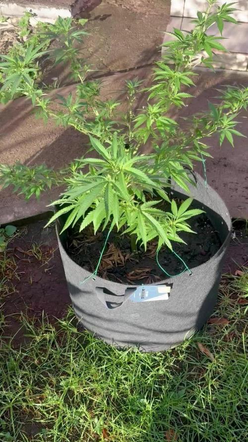 OG KUSH - 6/10/26