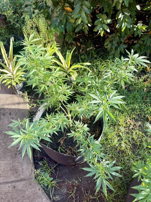 OG KUSH - 6/10/26. Week 13