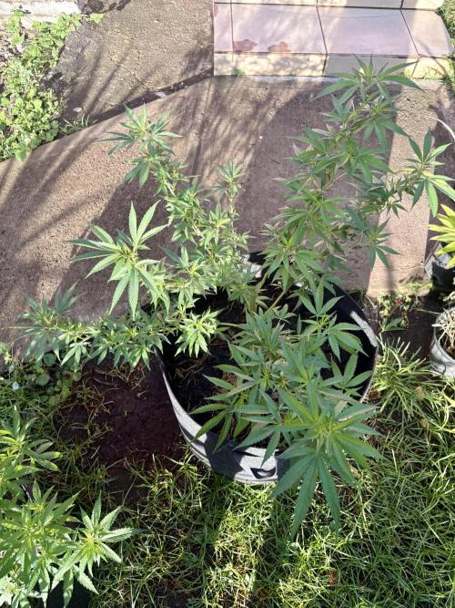 OG KUSH - 6/10/26. Week 13