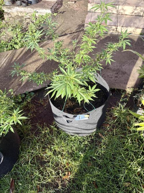 OG KUSH - 6/10/26. Week 13