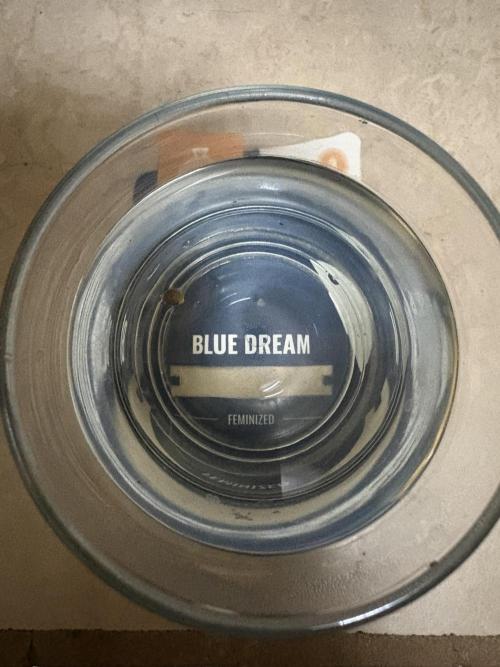 Blue Dream - 9/26/26. Week 0