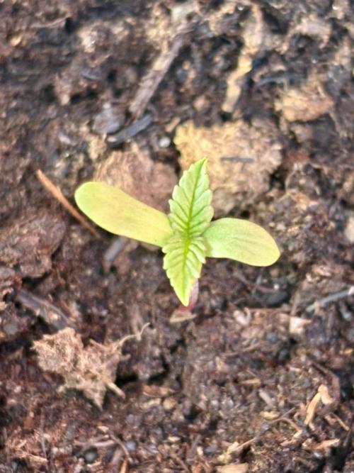 Blue Dream - 9/26/26. Week 0