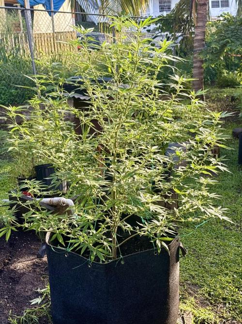Purple Haze - 6/3/26. Week 15