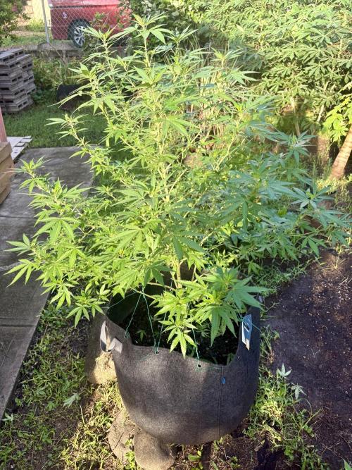 Purple Haze - 6/3/26. Week 15