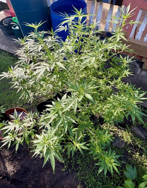 Purple Haze - 6/3/26. Week 15