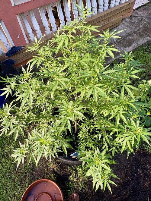 Purple Haze - 6/3/26. Week 15