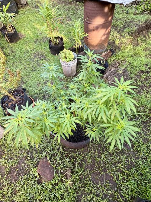 OG KUSH - 6/10/26. Week 14