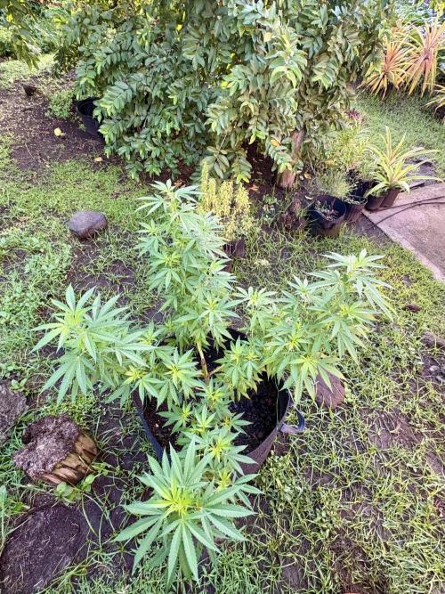 OG KUSH - 6/10/26. Week 14
