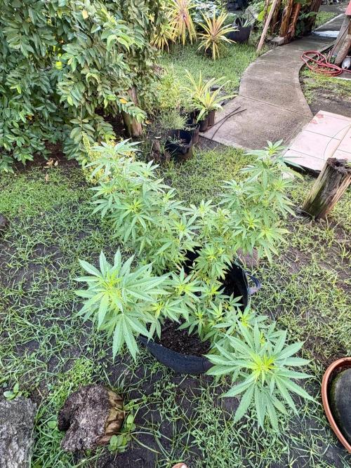 OG KUSH - 6/10/26. Week 14