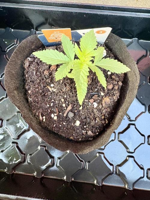 Blue Dream - 9/26/26. Week 1