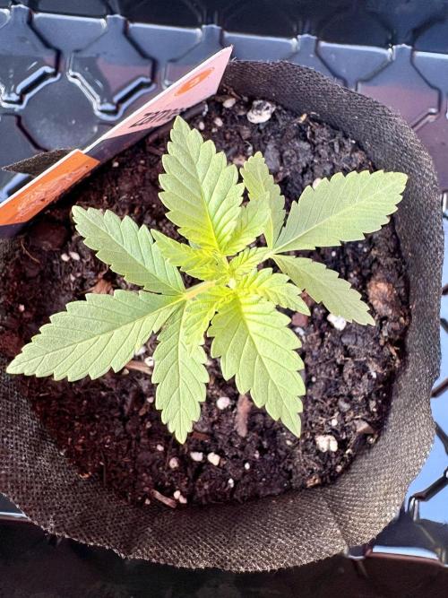 Blue Dream - 9/26/26. Week 1