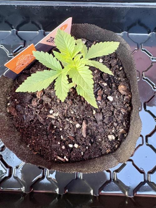Blue Dream - 9/26/26. Week 1