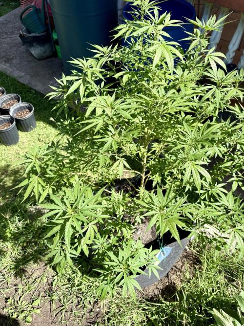 Purple Haze - 6/3/26. Week 17